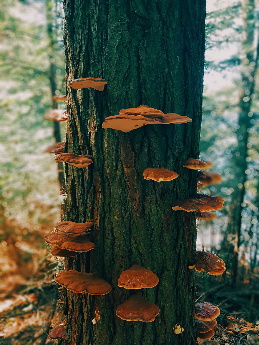 I Took 10+ Photos That Will Make You Look More Often At The Forest Floor With My Samsung 8