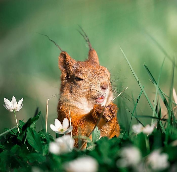 Finnish Photographer Proves Fairy Forests Are Real In Finland (41 Pics)
