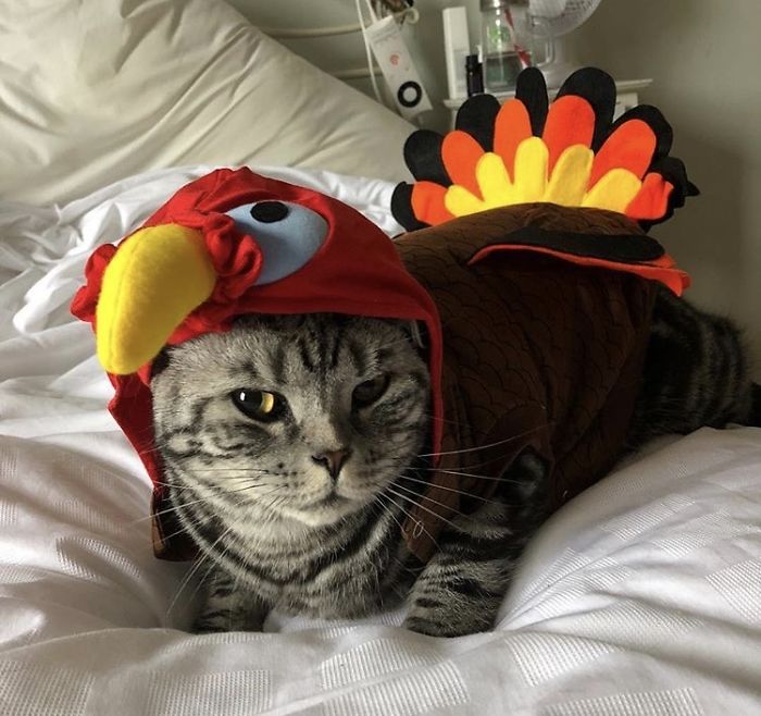 12 Days Of Cat-Mas