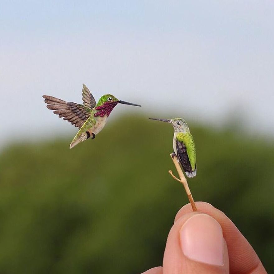 Calliope Hummingbird Couple