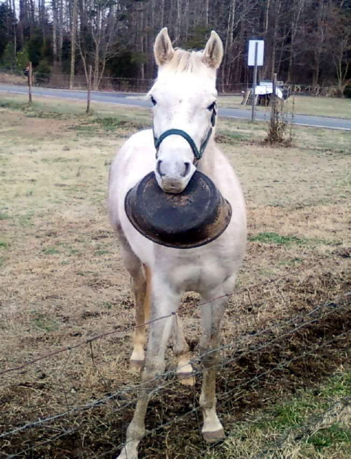 Meet Tango, The Stupidest Horse Ever Whose Stupidity Is Going Viral On Twitter