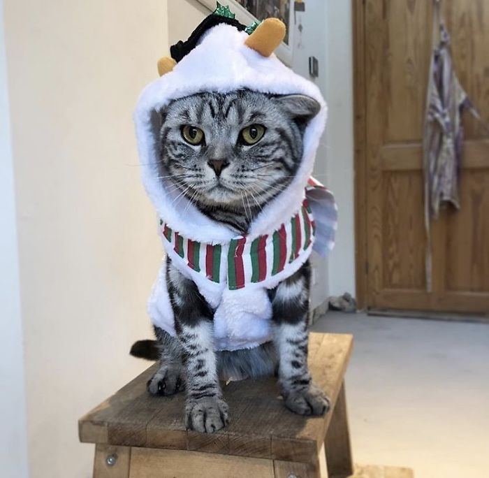12 Days Of Cat-Mas