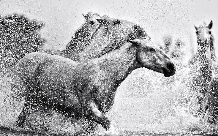 Responsibility | Black & White Equine Photography By Ejaz Khan
