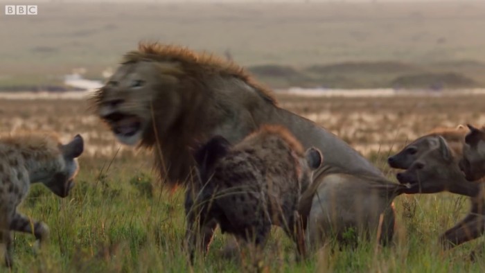 Lion Is Losing Fight Against 20 Hyenas, Bro Hears His Cries And Rushes To Save Him