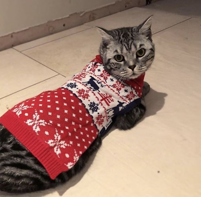 12 Days Of Cat-Mas