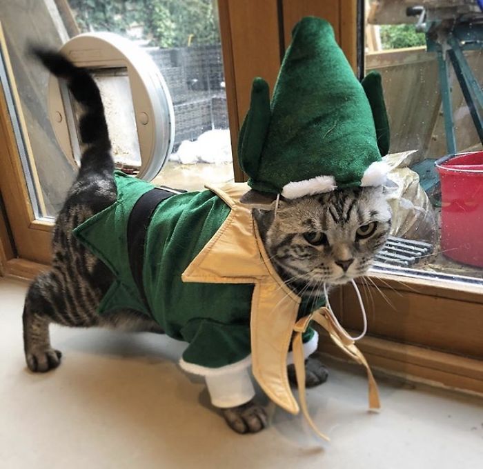 12 Days Of Cat-Mas
