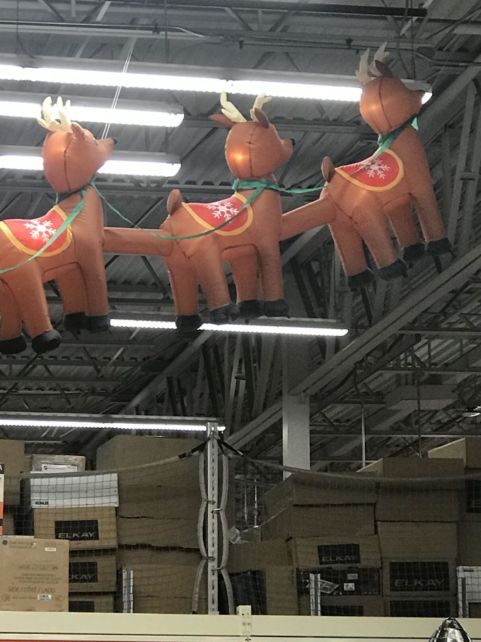 These Reindeer Are Having More Fun Than Me