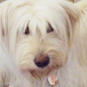 janetgottlieb avatar