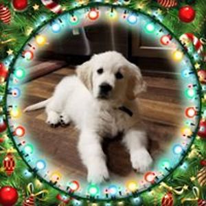 traymagnifique avatar