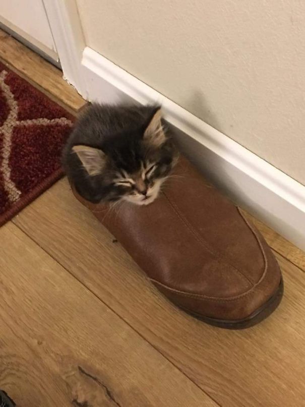 Our Foster Kitten Finds The Weirdest Places To Sleep