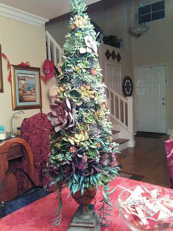 My Living Succulent Christmas Tree