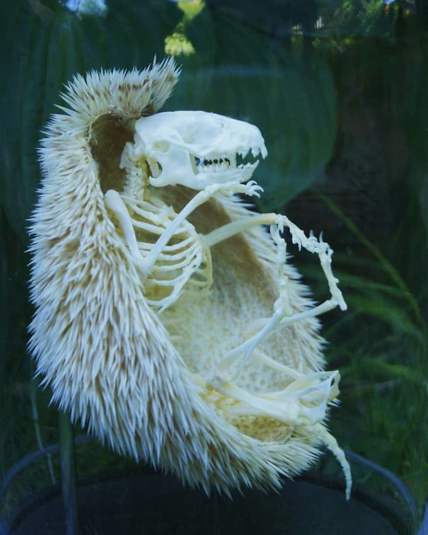 In Case You Ever Wanted To Know What A Hedgehog Skeleton Looked Like