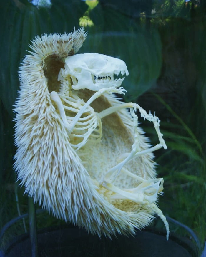 Esqueleto de erizo