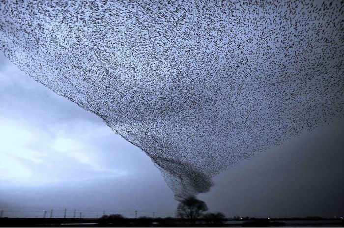 Tornado de pájaros