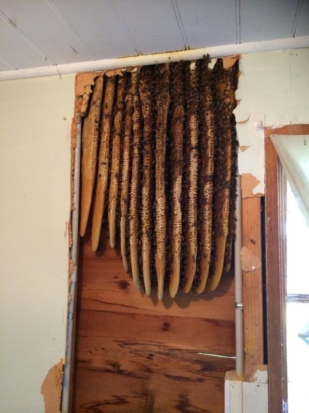 Found A Beehive While Renovating An Old House