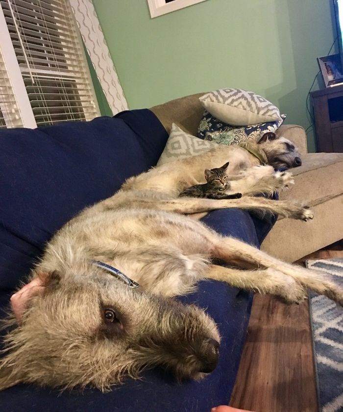 Our 3lb Kitten's Favorite Place To Nap Is In Between Her Two 180lb Irish Wolfhound Brothers
