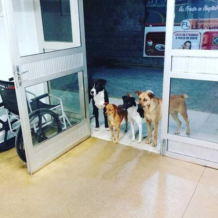 A Homeless Man In Brazil Was Rushed To Hospital. These 4 Street Dogs He Has Been Looking After Are Waiting At The Entrance Of The Hospital For Him
