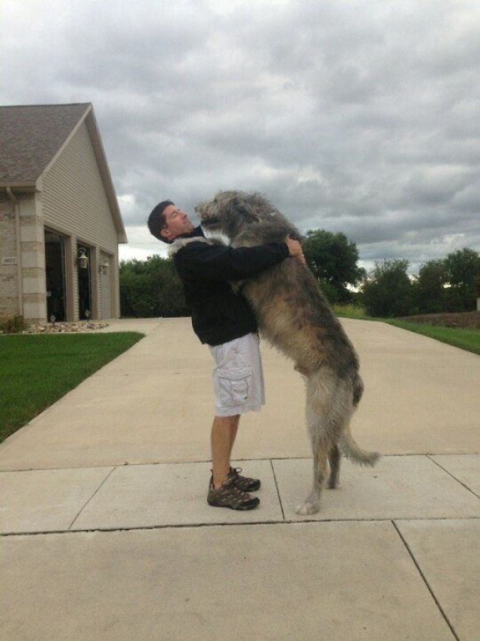 This Is My Dad, Who Is 6' 1'', Standing With My 2-Year-Old Irish Wolfhound, Conagon