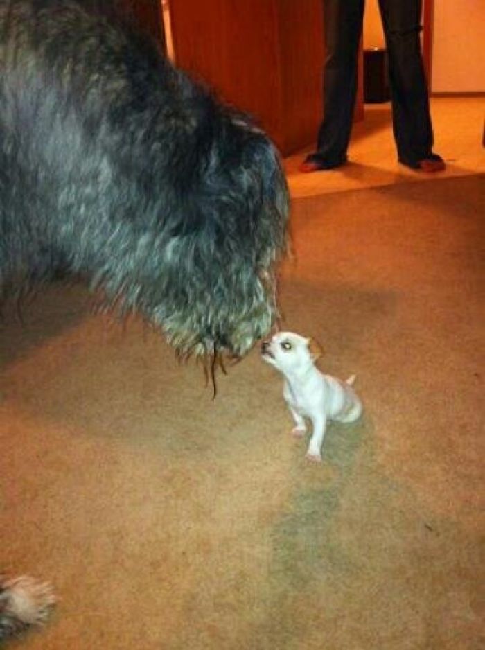 My Irish Wolfhound Meeting His New Roommate!