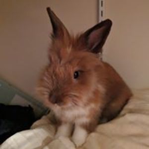 ailin_eileenxu avatar