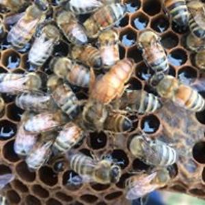 saddles4u2000 avatar