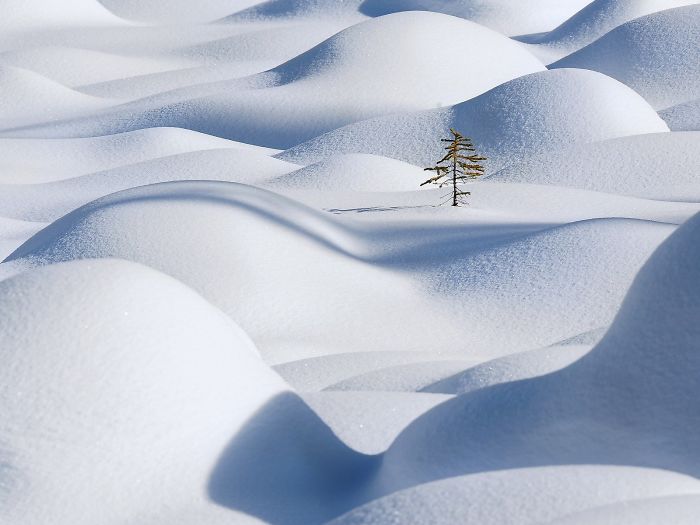 This Lone Tree And The Curvy Snow Waves
