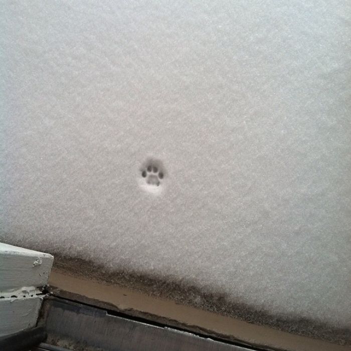How My Cat Feels About Snow