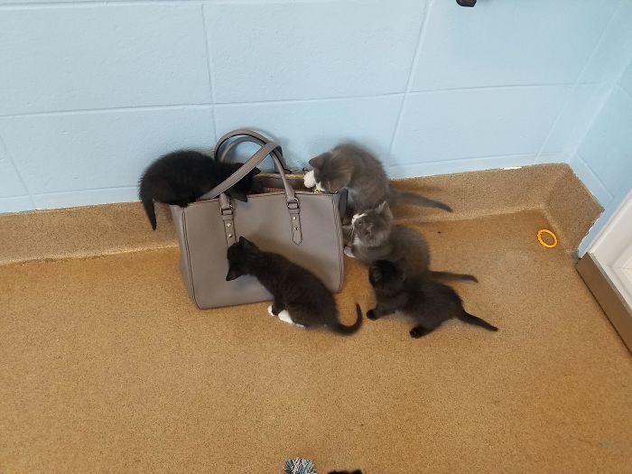 Went To Volunteer At The Humane Society, And The Security Bag Check Was Pretty Intense