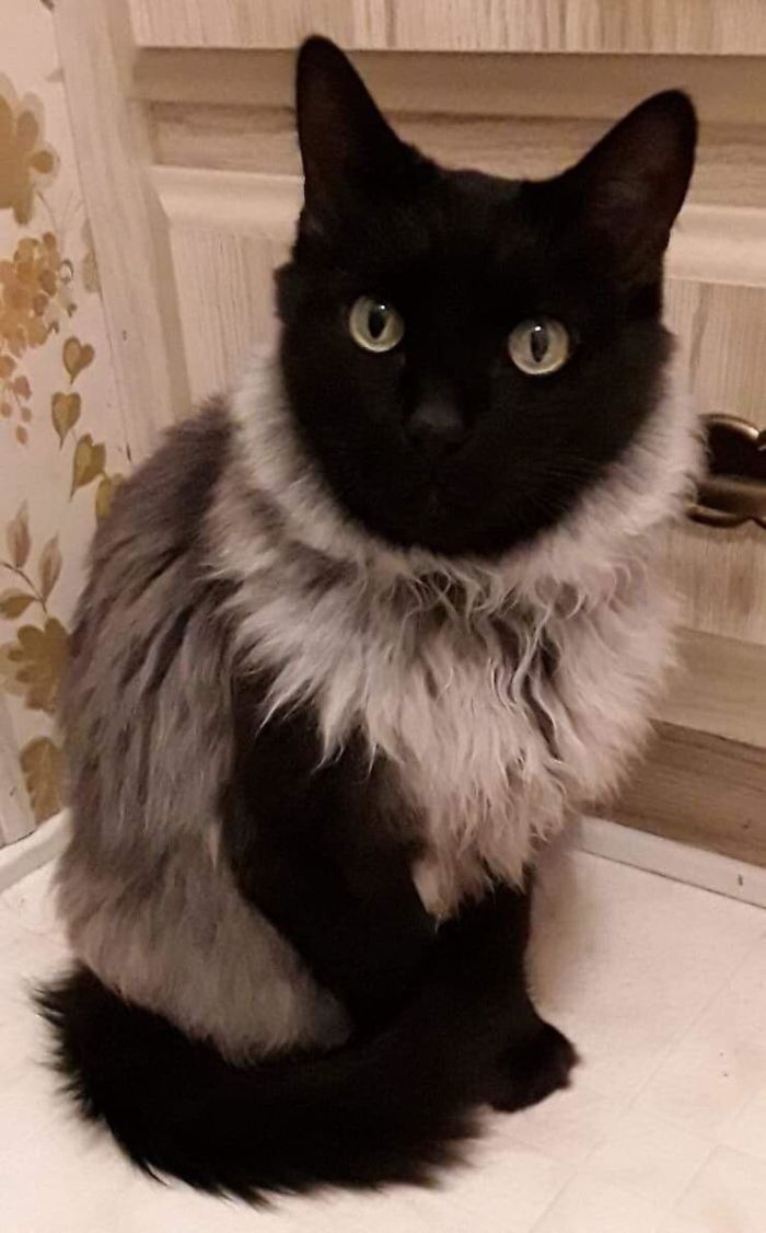 My Mom’s Cat Looks Like She’s Wearing A Fancy Sweater