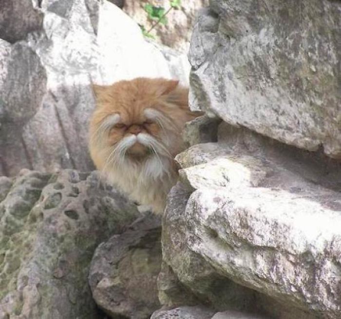 This Cat Looks Like A Gruff Old Kung Fu Master