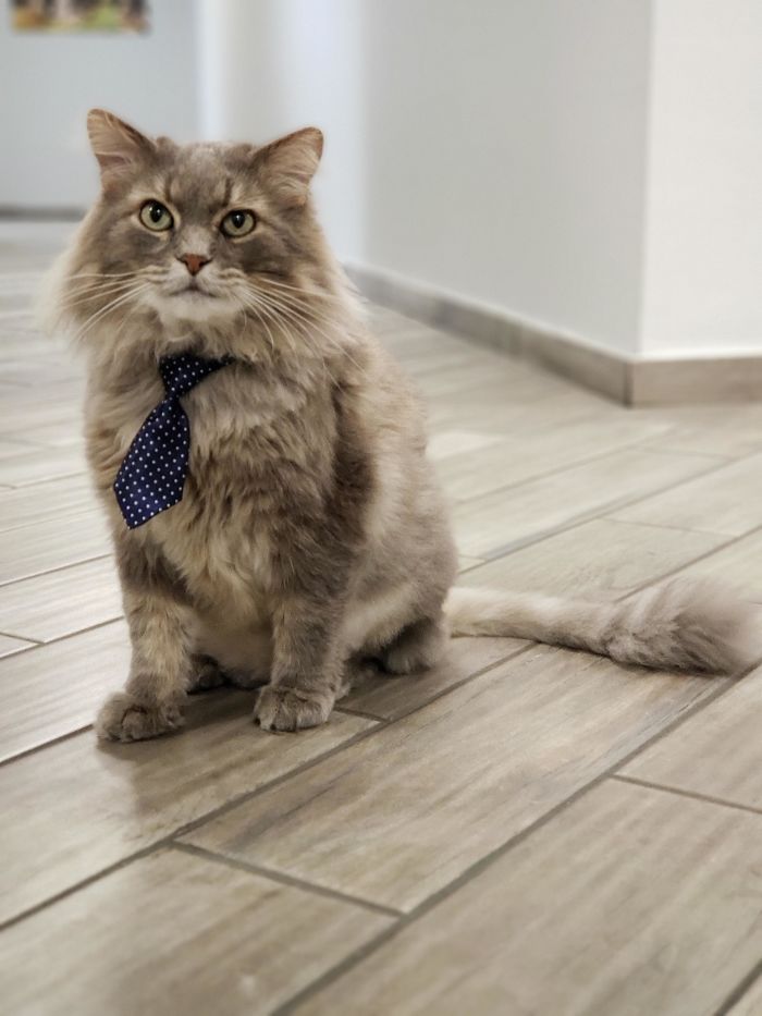 Me dejan llevarme el gato al trabajo, así que le he comprado corbatas