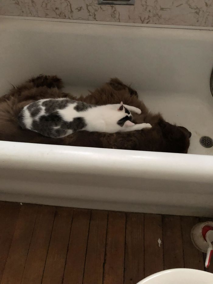 Al perro le encanta tumbarse en la bañera, y al gato sobre el perro