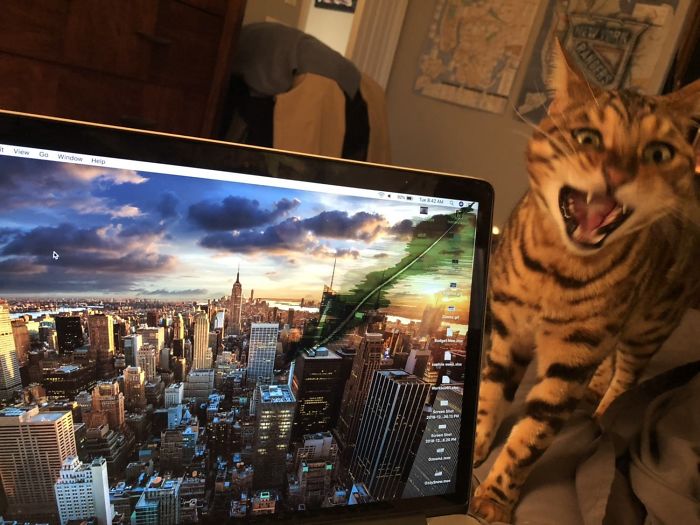 My Cat Just Bit The Corner Of My MacBook. FML
