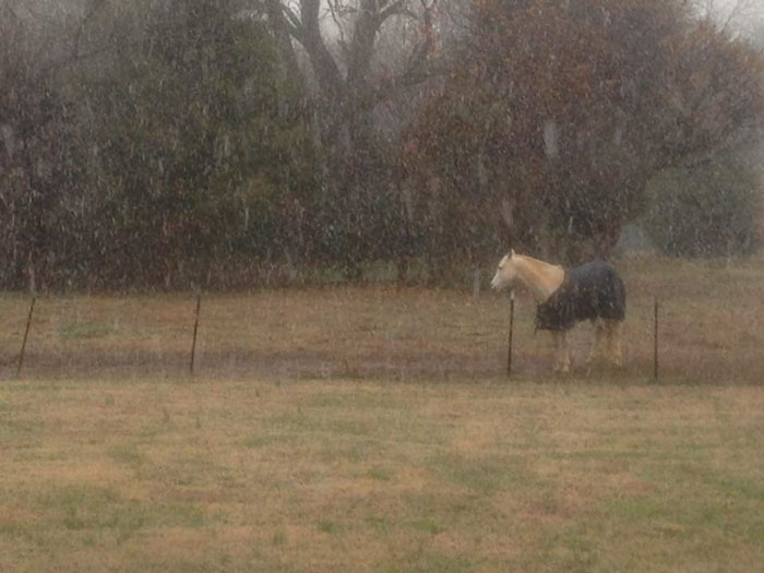 Meet Tango, The Stupidest Horse Ever Whose Stupidity Is Going Viral On Twitter