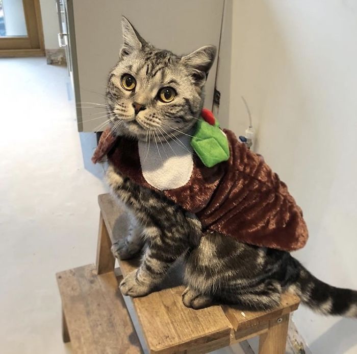 12 Days Of Cat-Mas