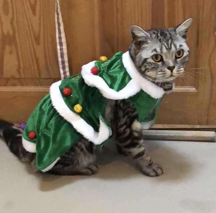 12 Days Of Cat-Mas