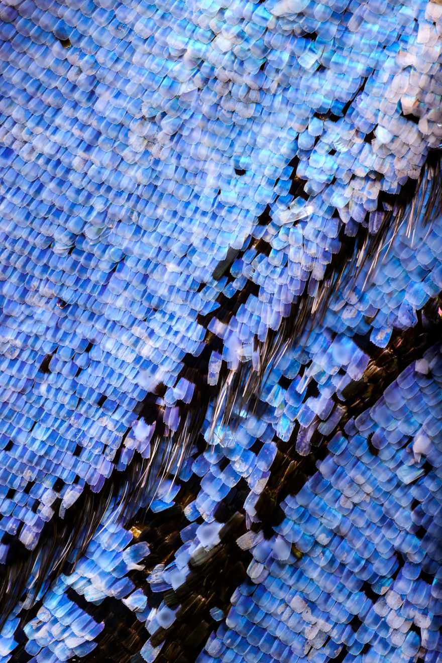 I Combine Thousands Of Photos To Create One Image Of A Butterfly Wing