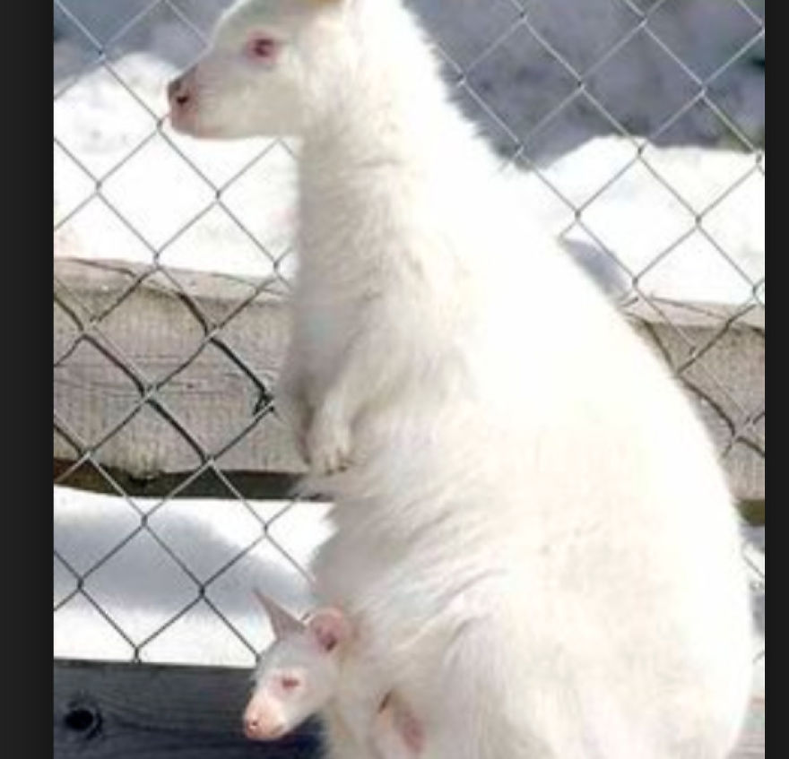 Beautiful Albino Animals You Cannot Resist