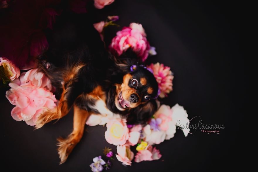 Pregnant Dog Brings Beyonce Level Maternity Photo Shoot To Life.