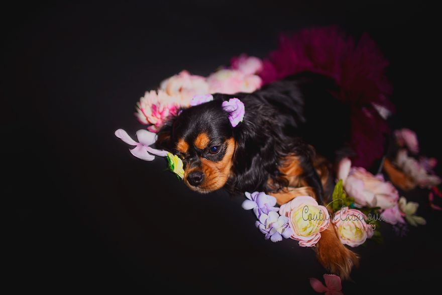 Pregnant Dog Brings Beyonce Level Maternity Photo Shoot To Life.
