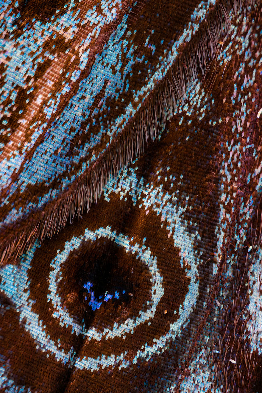 I Combine Thousands Of Photos To Create One Image Of A Butterfly Wing