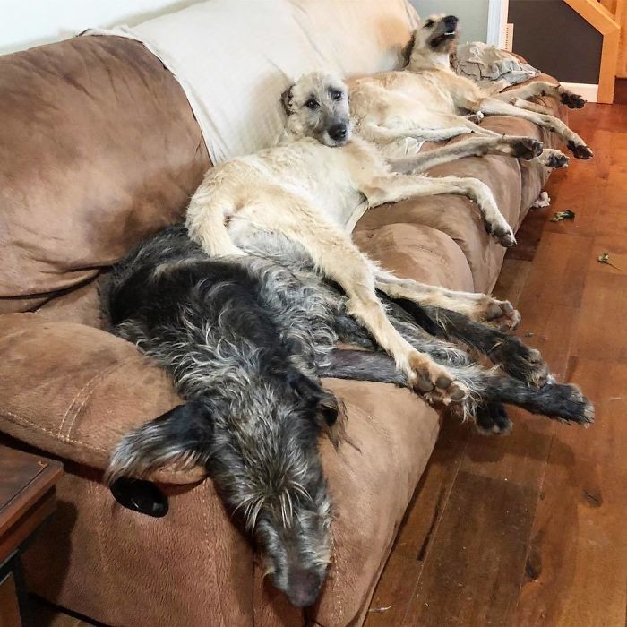 Los 3 se esforzaron en echarme del sofá