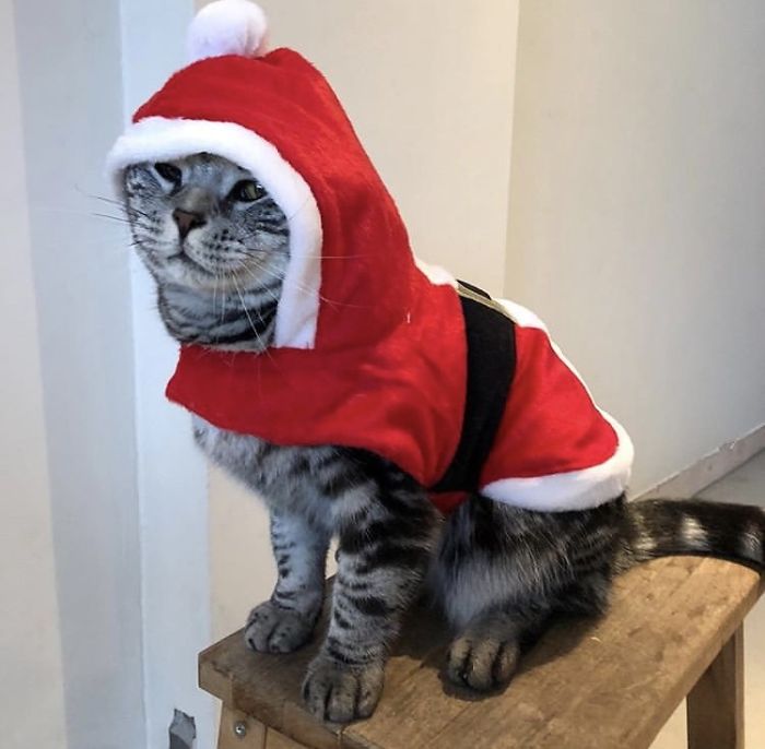 12 Days Of Cat-Mas