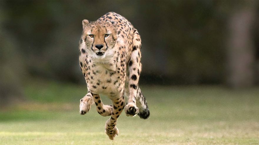 Fastest Animal Species In The World