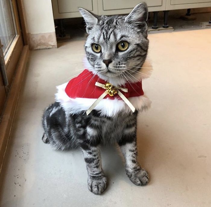 12 Days Of Cat-Mas