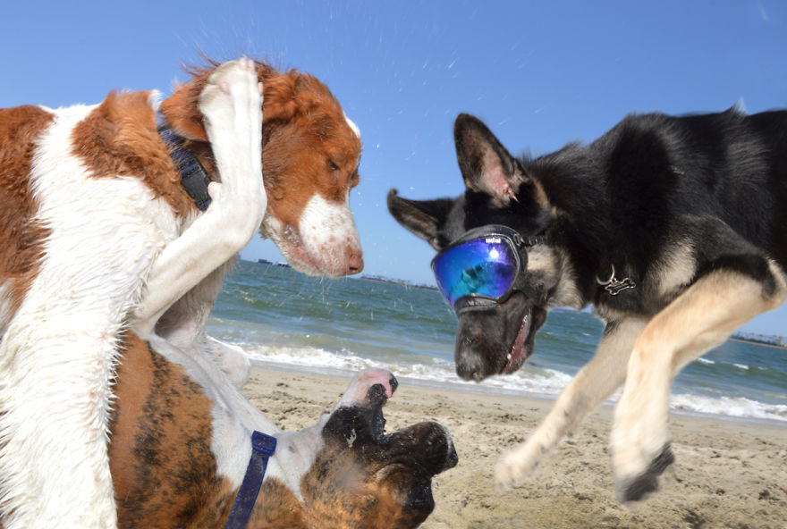 I Spent Three Years Photographing Dog Bliss On The Beach And It Was The Best Natural High Ever.