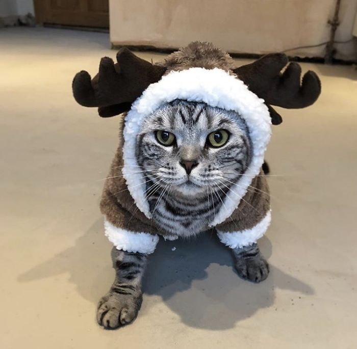 12 Days Of Cat-Mas