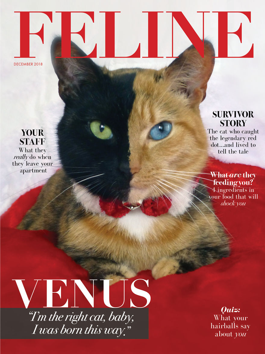 Finally, A Fashion Magazine By Cats, For Cats