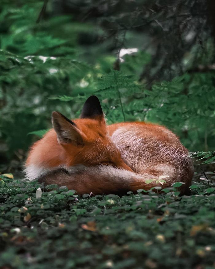 Finnish Photographer Proves Fairy Forests Are Real In Finland (41 Pics)