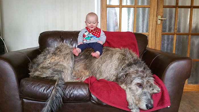 Brody The Irish Wolfhound (Baby For Scale)